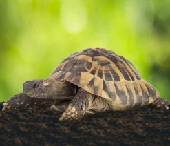 Floragard Schildkrötensubstrat