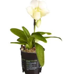 Frauenschuh - Paphiopedilum Complex Culitvar