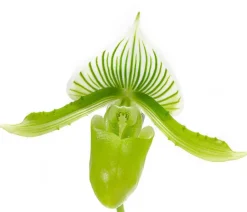 Frauenschuh - Paphiopedilum maudiae