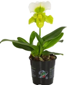 Frauenschuh - Paphiopedilum Complex Culitvar