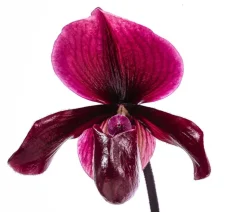 Frauenschuh - Paphiopedilum 'Vinicolor'