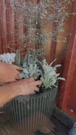 Freiland-Alpenveilchen 'Veranda', verschiedene Farben