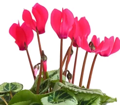 Freiland-Alpenveilchen 'Veranda', verschiedene Farben