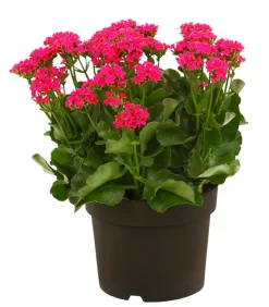 Freiland-Kalanchoe, verschiedene Farben