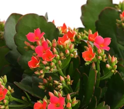 Freiland-Kalanchoe, verschiedene Farben
