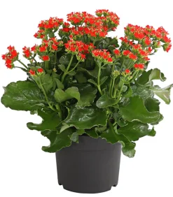 Freiland-Kalanchoe, verschiedene Farben