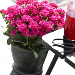Freiland-Kalanchoe, verschiedene Farben