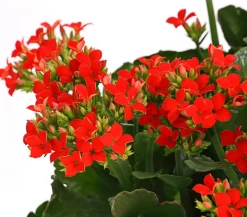 Freiland-Kalanchoe, verschiedene Farben