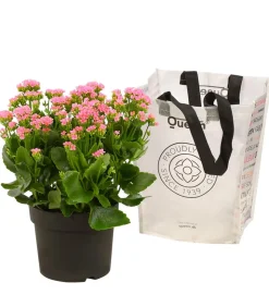 Freiland-Kalanchoe, verschiedene Farben