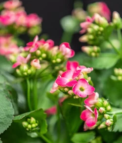 Freiland-Kalanchoe, verschiedene Farben