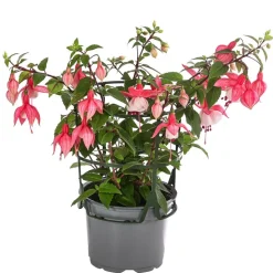 Fuchsie, hängend, verschiedene Sorten
