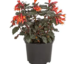 Fuchsie Koralle