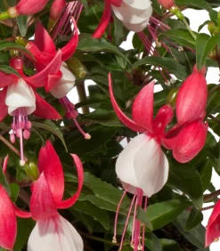 Fuchsie, stehend, verschiedene Sorten
