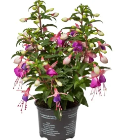 Fuchsie, stehend, verschiedene Sorten