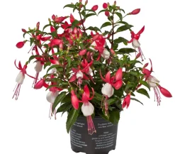 Fuchsie, stehend, verschiedene Sorten