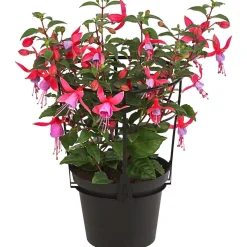 Fuchsie, stehend, verschiedene Sorten