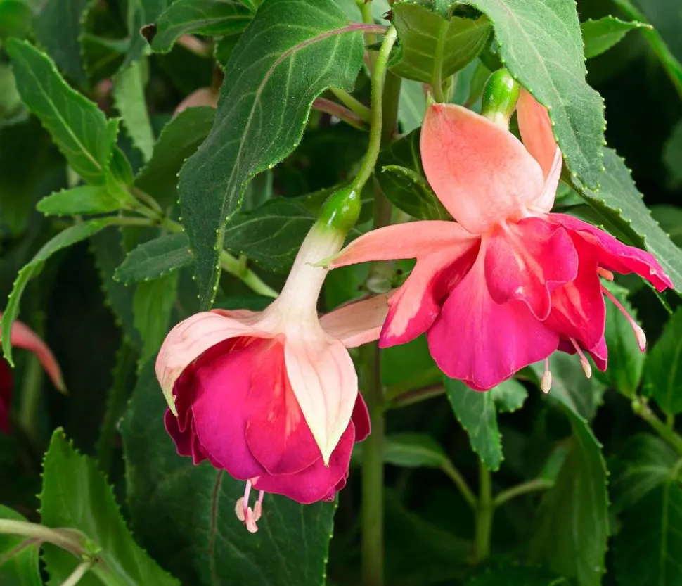 Fuchsie, Stämmchen, verschiedene Sorten