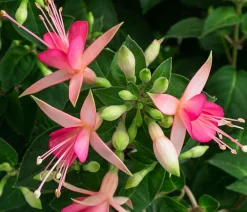 Fuchsie, Stämmchen, verschiedene Sorten