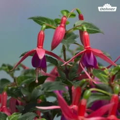 Fuchsie, verschiedene Sorten