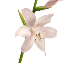 Funkie 'Frozen Margarita'