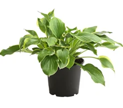 Funkie - Hosta, verschiedene Sorten