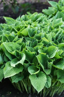 Funkie - Hosta, verschiedene Sorten