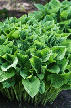 Funkie - Hosta, verschiedene Sorten