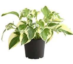 Funkie - Hosta, verschiedene Sorten