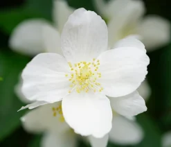 Gartenjasmin 'Lemoinei'