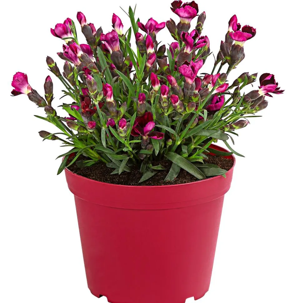 Garten-Nelke 'Pental'
