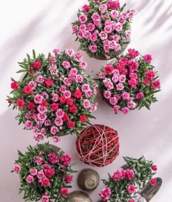 Garten-Nelke 'Pink Kisses®'