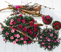 Garten-Nelke, verschiedene Farben