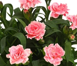 Garten-Nelke, verschiedene Farben