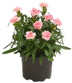 Garten-Nelke, verschiedene Farben