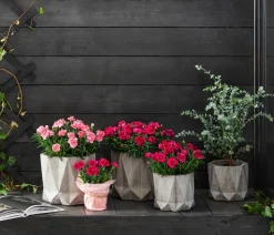Garten-Nelke, verschiedene Farben