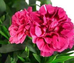 Garten-Nelke, verschiedene Farben
