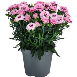 Garten-Nelke, verschiedene Farben