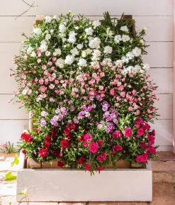 Garten-Nelke, verschiedene Farben, 4er-Set