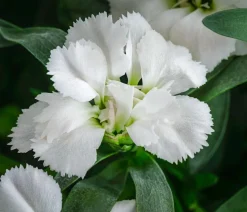 Garten-Nelke, verschiedene Farben, 4er-Set