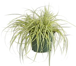 Garten-Segge 'Evergold'