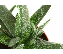 Gasterie - Gasteria verrucosa