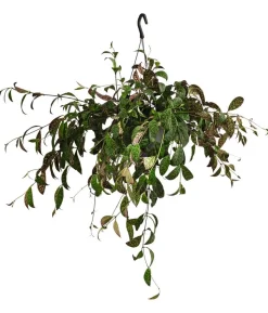 Gefleckte Schamblume - Aeschynanthus marmoratus, Ampel