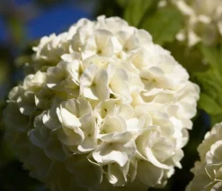 Gefüllter Schneeball 'Roseum'