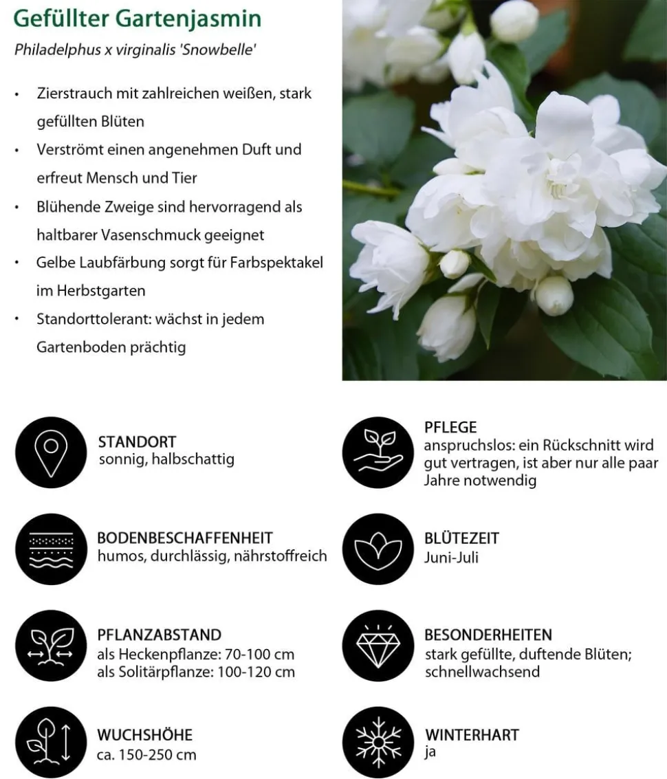 Gefüllter Gartenjasmin 'Snowbelle'