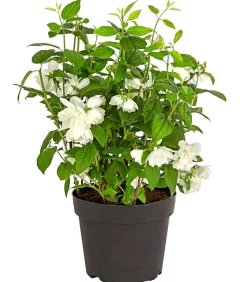 Gefüllter Gartenjasmin 'Snowbelle'