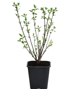 Gefüllter Gartenjasmin 'Virginal'