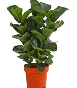 Geigenfeige - Ficus lyrata, dreitriebig