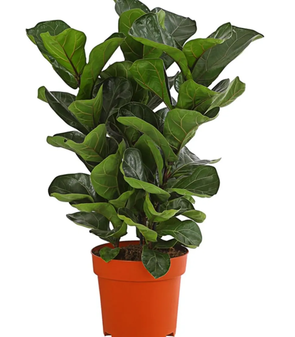 Geigenfeige - Ficus lyrata, dreitriebig