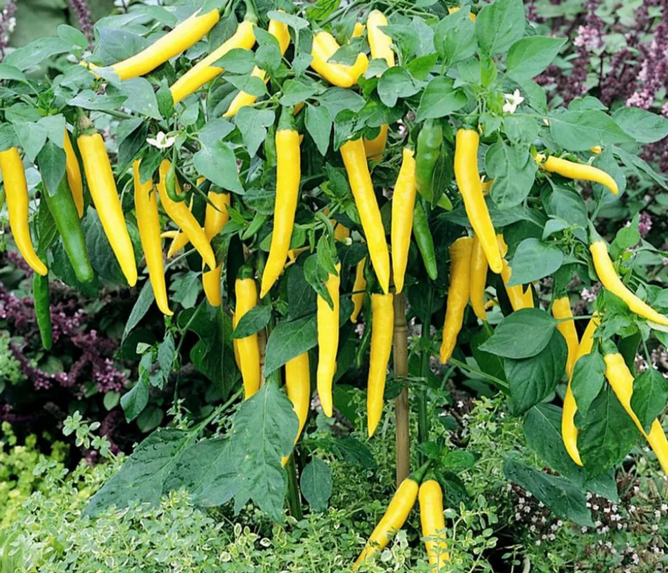 Gelbe Peperoni, scharf