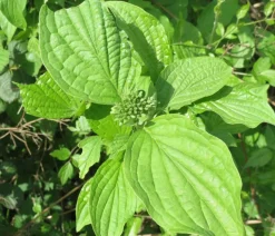 Gelbholz-Hartriegel 'Flaviramea'